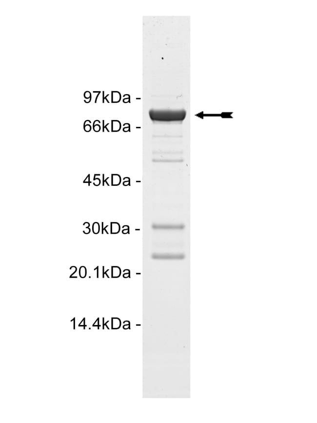 Eurofins DiscoverX Ret Protein, Active Quantity 250 μg Eurofins